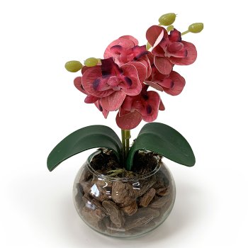 MINI ORQUIDEA MARSALA
