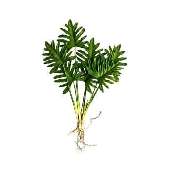 Buque de Folhagem de Philodendron com raizes  55cm -7 Haste