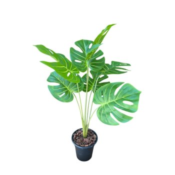 Planta Costela de Adão 60cm
