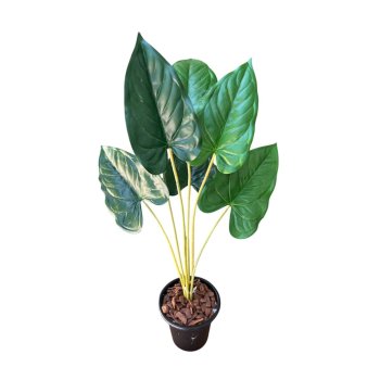 Planta Buque de Filodendro 60cm
