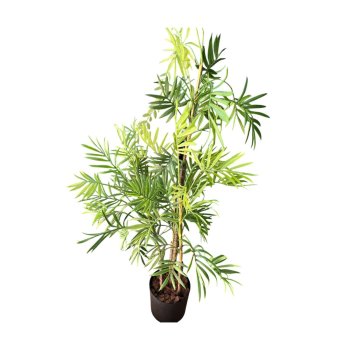 Planta Bambu da Sorte 73cm