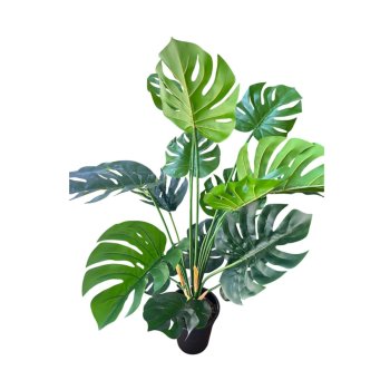 Planta Costela de Adão 75cm c/ 15Hastes