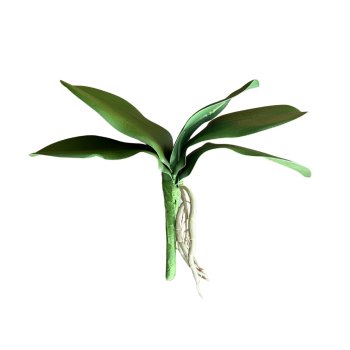 Folha de Orquidea com Raiz 24cm