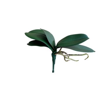 Folha de Orquidea com Raiz 24cm