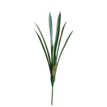 Folha de Orquidea Cymbidium com Raiz 64cm