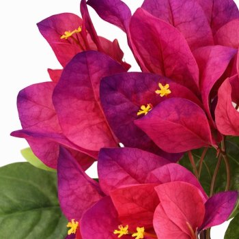 Haste Flor de Bounganville Pink/Fúcsia  75cm
