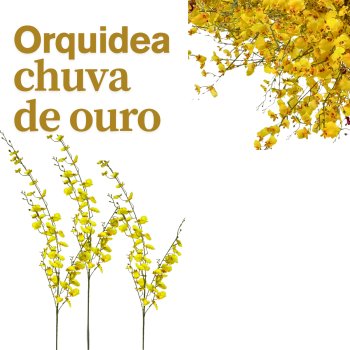 Orquidea Chuva De Ouro Amarelo 44cm