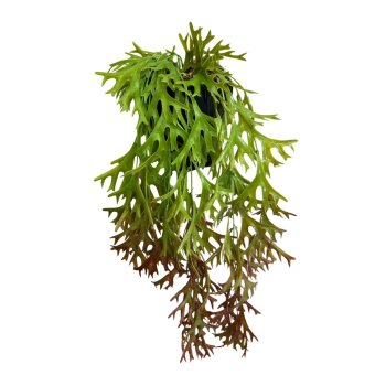Pendente de Chife de Veado 60cm