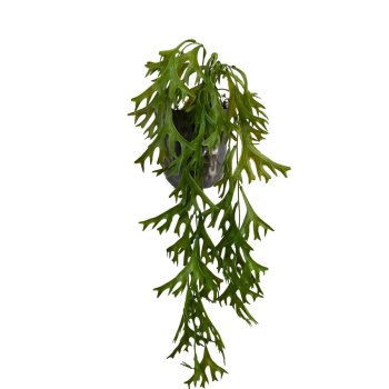 Pendente de Chife de Veado 60cm