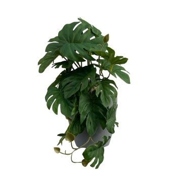 Pendente de Costela de Adão 28cm
