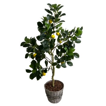 Planta Permanente Árvore de Limão Siciliano