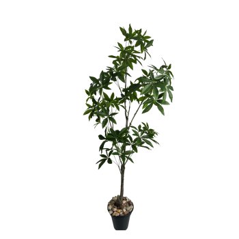Planta Permanente Árvore Ornamental