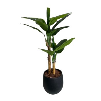 Planta Permanente Árvore Bananeira