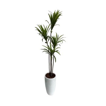 Planta Permanente Árvore Yucca 120cm