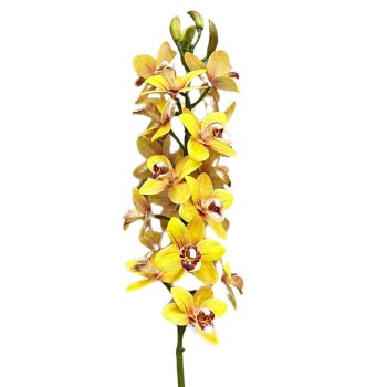 Flor Permanente Orquidea 3D  Amarela