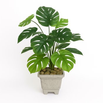 Vaso Costela de Adão 80cm