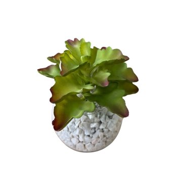 Flor de Suculenta Siliconado