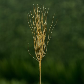 Galho Natalino